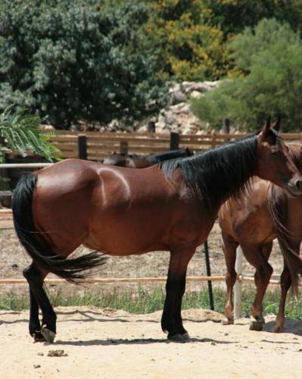 فندق فيريد هاجاليل هوليداي فيليدج Chorazim المظهر الخارجي الصورة